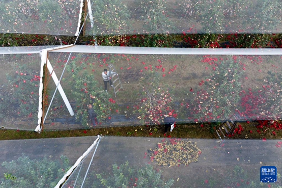 【高質(zhì)量發(fā)展看陜西】“上天”的延安蘋果，蘊(yùn)藏哪些新質(zhì)生產(chǎn)力