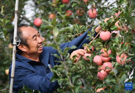 【高質(zhì)量發(fā)展看陜西】“上天”的延安蘋果，蘊(yùn)藏哪些新質(zhì)生產(chǎn)力