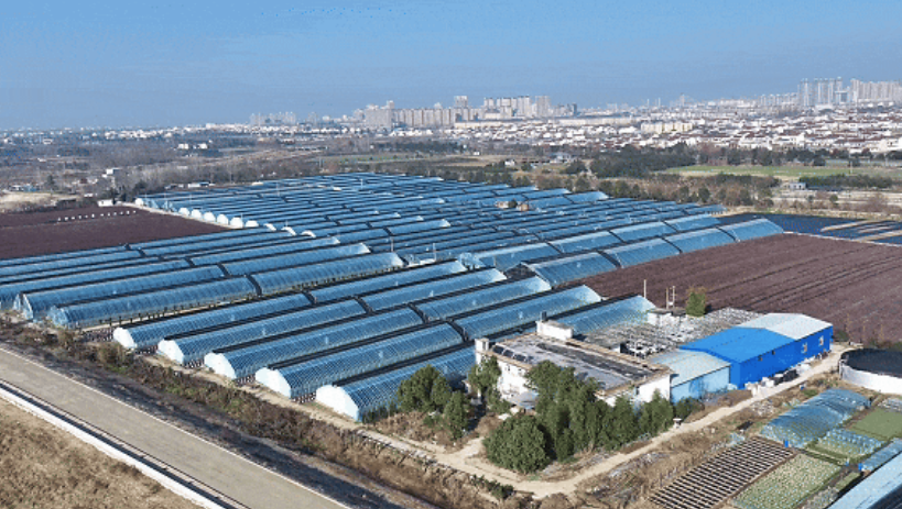 洋縣東聯(lián)村藍(lán)莓基地航拍。洋縣融媒體供圖