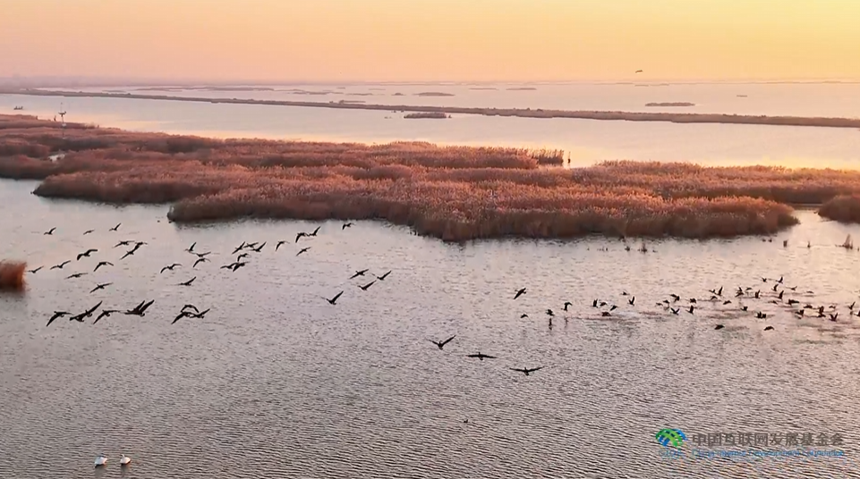 “兩山”理念與美麗中國丨濕地與候鳥，一場歲歲年年的相守