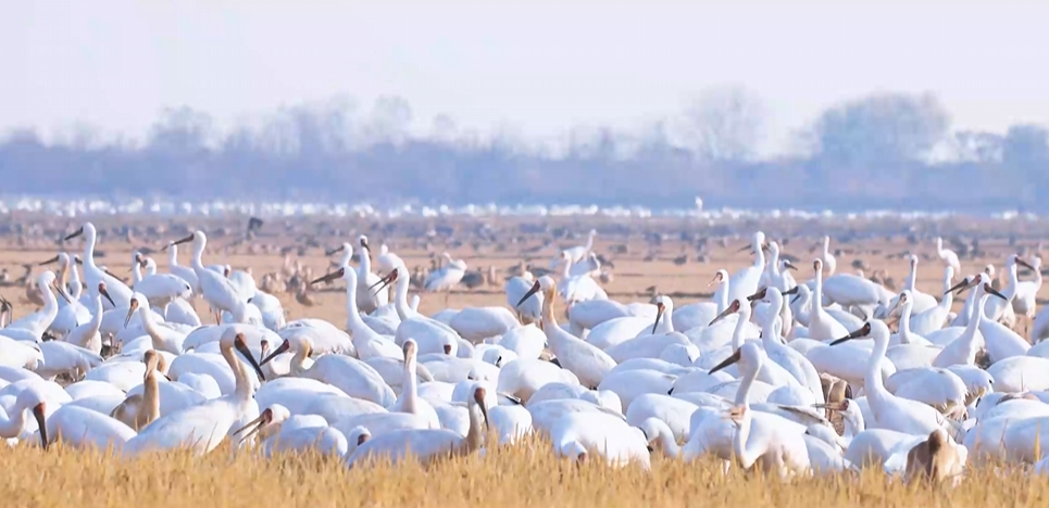 “兩山”理念與美麗中國丨濕地與候鳥，一場歲歲年年的相守