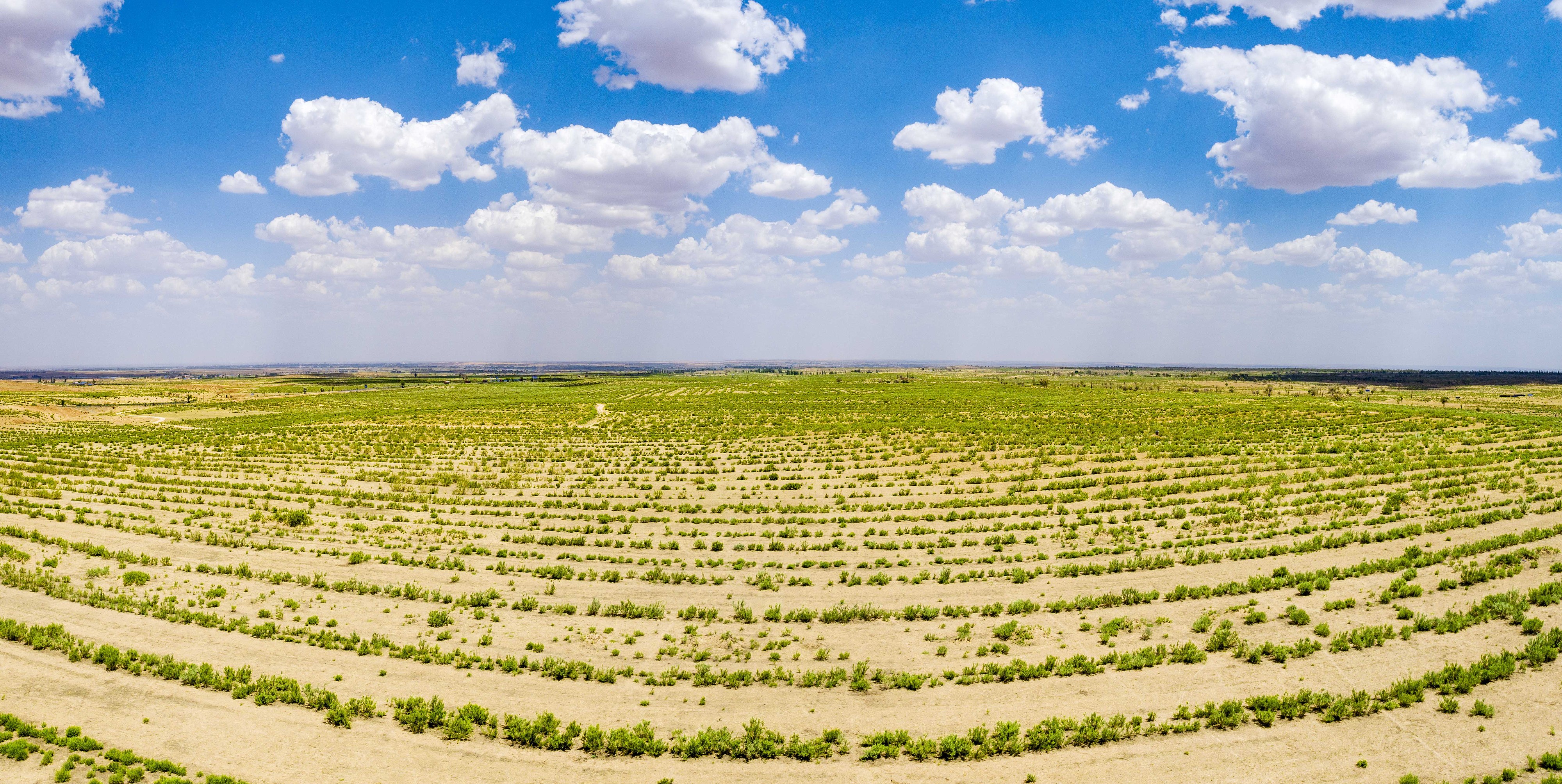 2023年6月7日，內(nèi)蒙古鄂爾多斯，毛烏素沙漠。