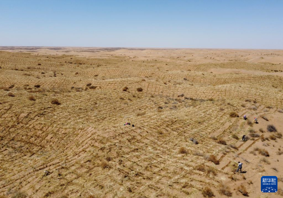 2024年4月10日，群眾在古浪縣八步沙林場麻黃塘沙區(qū)用草方格壓沙。新華社發(fā)（無人機照片）