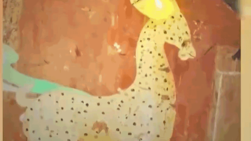 在全新技術(shù)支持下，敦煌莫高窟實現(xiàn)了窟內(nèi)文物窟外看的新體驗。