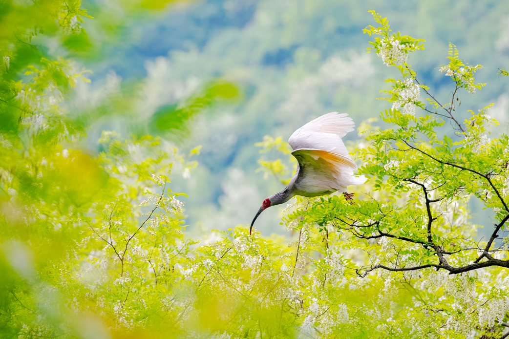 2024年5月2日，一只秦嶺以北野放朱鹮在陜西省銅川市耀州區(qū)沮河上游洋槐林中飛翔。
