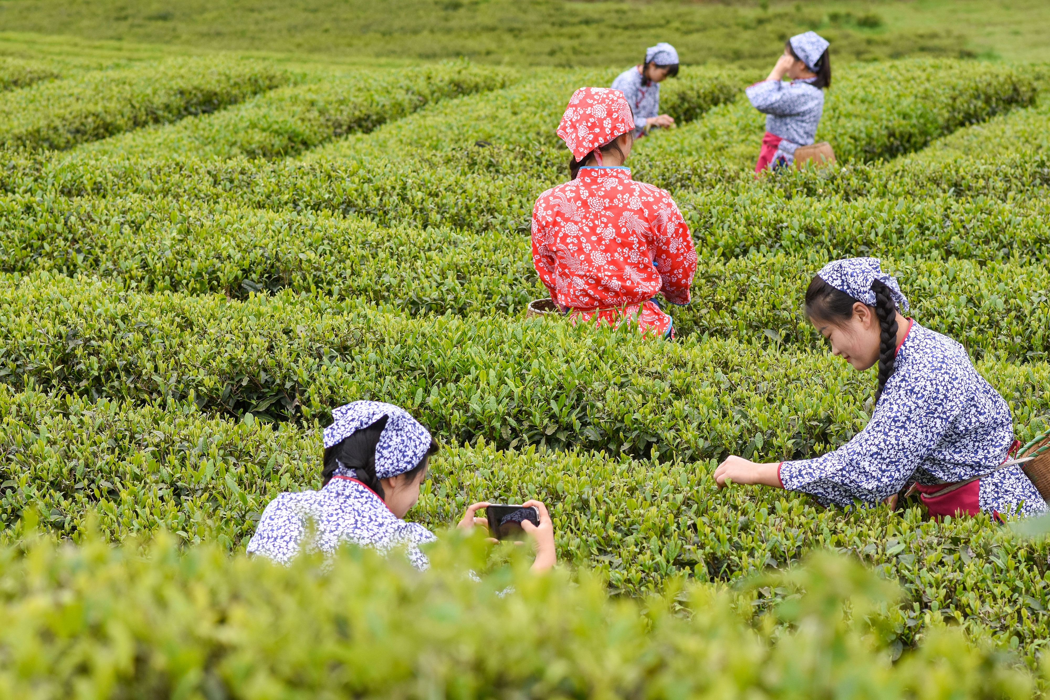2023年4月6日，游客在貴州省銅仁市江口縣怒溪鎮(zhèn)駱象村生態(tài)茶園體驗采茶樂趣。