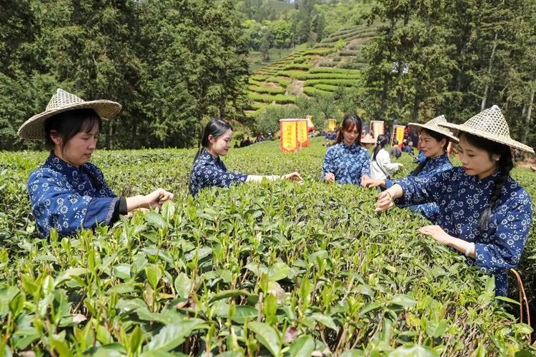 2025年4月13日，福建武夷山市星村鎮(zhèn)朝陽村茶農(nóng)在生態(tài)茶園展示采茶。新華社發(fā)（邱汝泉 攝）