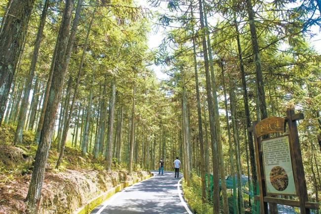 福建周寧縣黃振芳家庭林場(chǎng)。（圖源：央視新聞）