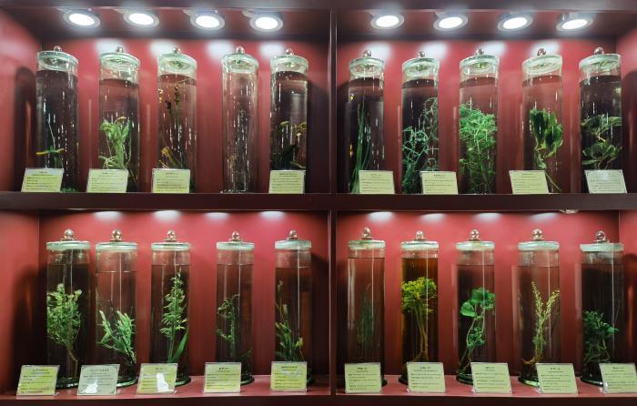 圖為藏藥藥材標(biāo)本。??張海? ?.jpg