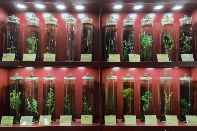 圖為藏藥藥材標(biāo)本。???張海?? ??.jpg