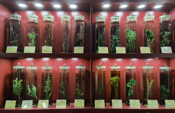 圖為藏藥藥材標本。??張海? ?.jpg