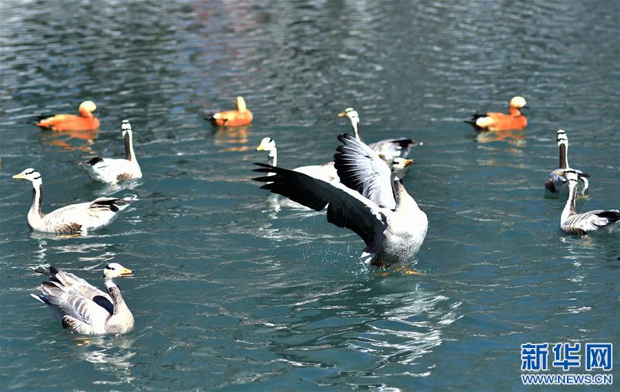 (社會(huì))(2)春到拉薩