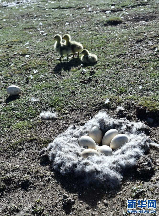 (環(huán)境)(2)藏北斑頭雁