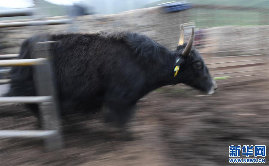 （經濟）（11）大通牦牛“嫁”入西藏