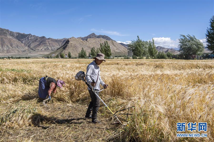 (社會)(4)“西藏糧倉”豐收在望