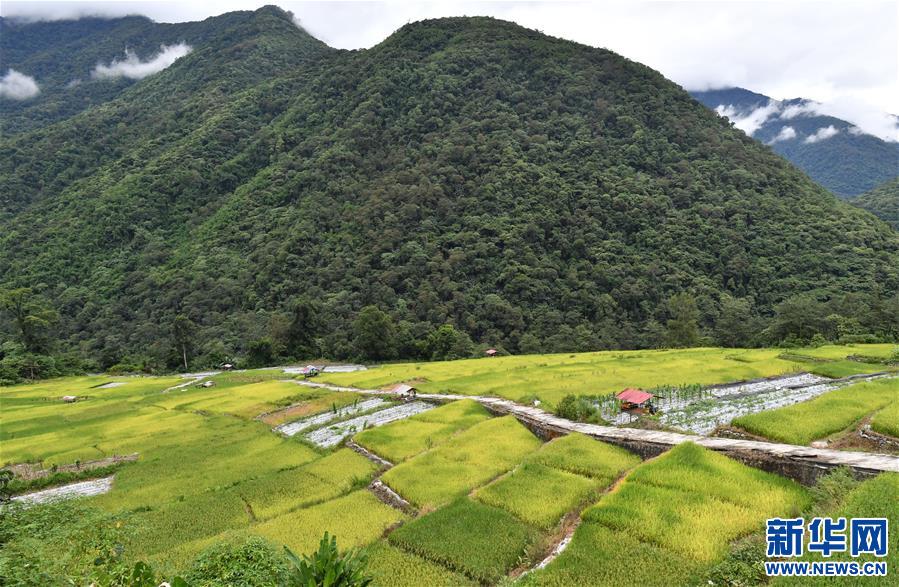 (新華視界)(5)綠色墨脫