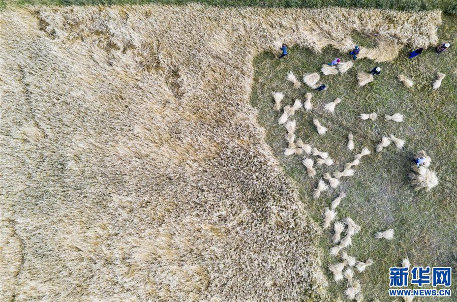 (美麗中國(guó))(3)拉薩河谷:大地流金迎豐收