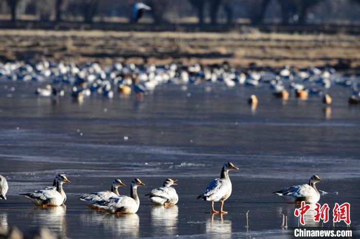圖為拉薩市林周縣境內(nèi)越冬的候鳥(niǎo)?！∝暩聛?lái)松 攝