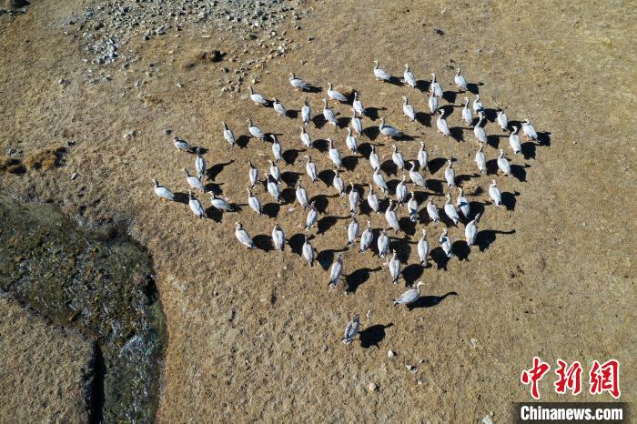 圖為拉薩市林周縣境內(nèi)越冬的候鳥?！∝暩聛硭?攝