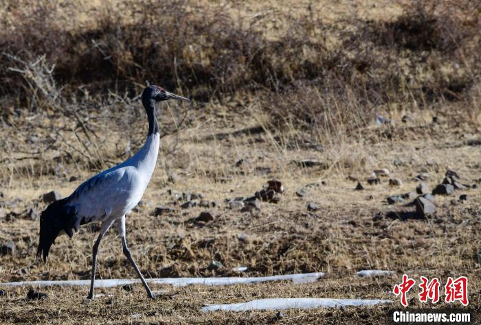圖為一只黑頸鶴在拉薩市林周縣境內(nèi)田間覓食?！∝暩聛硭?攝