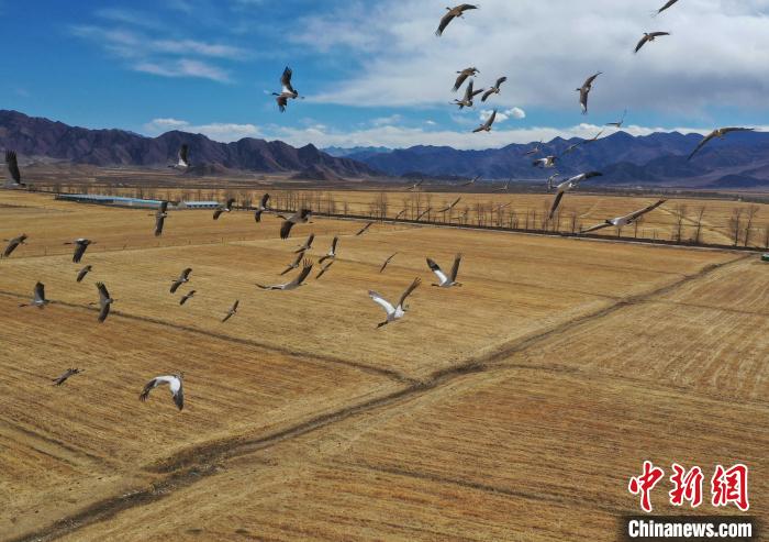 圖為黑頸鶴在拉薩市林周縣境內(nèi)飛翔?！∝暩聛硭?攝