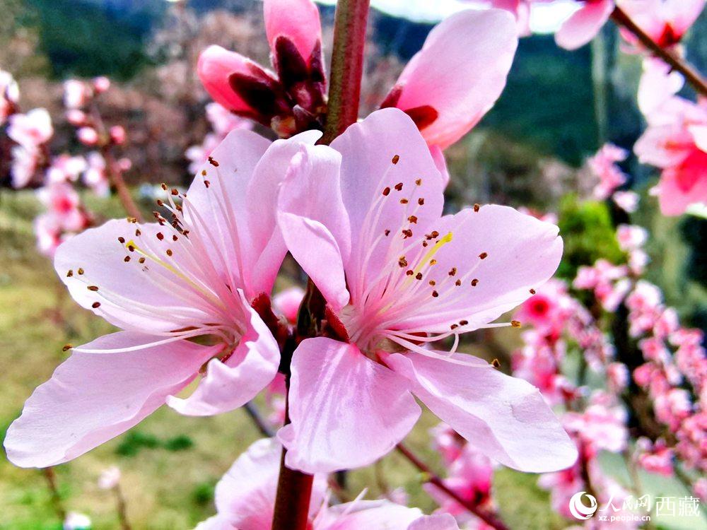 林芝桃花開。人民網(wǎng) 李海霞攝
