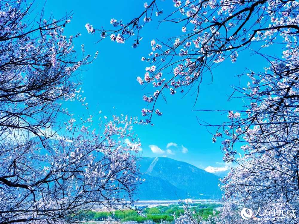 桃花在藍天白云的映襯下分外好看。人民網(wǎng) 李海霞攝