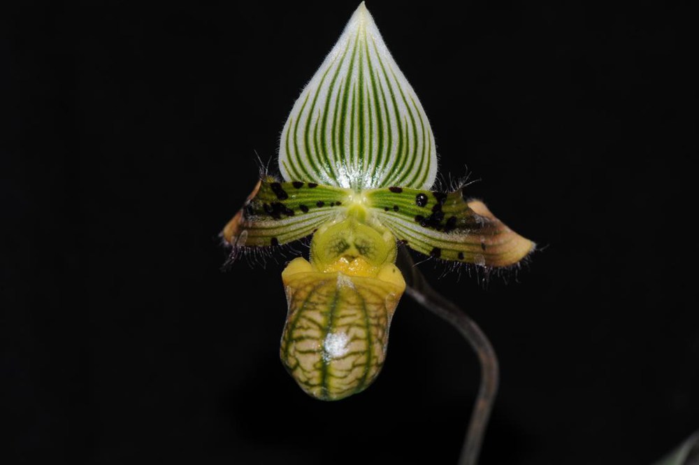 秀麗兜蘭。金效華攝