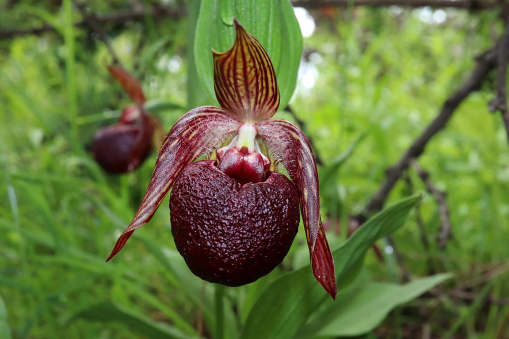 波密灼蘭。王翰臣攝