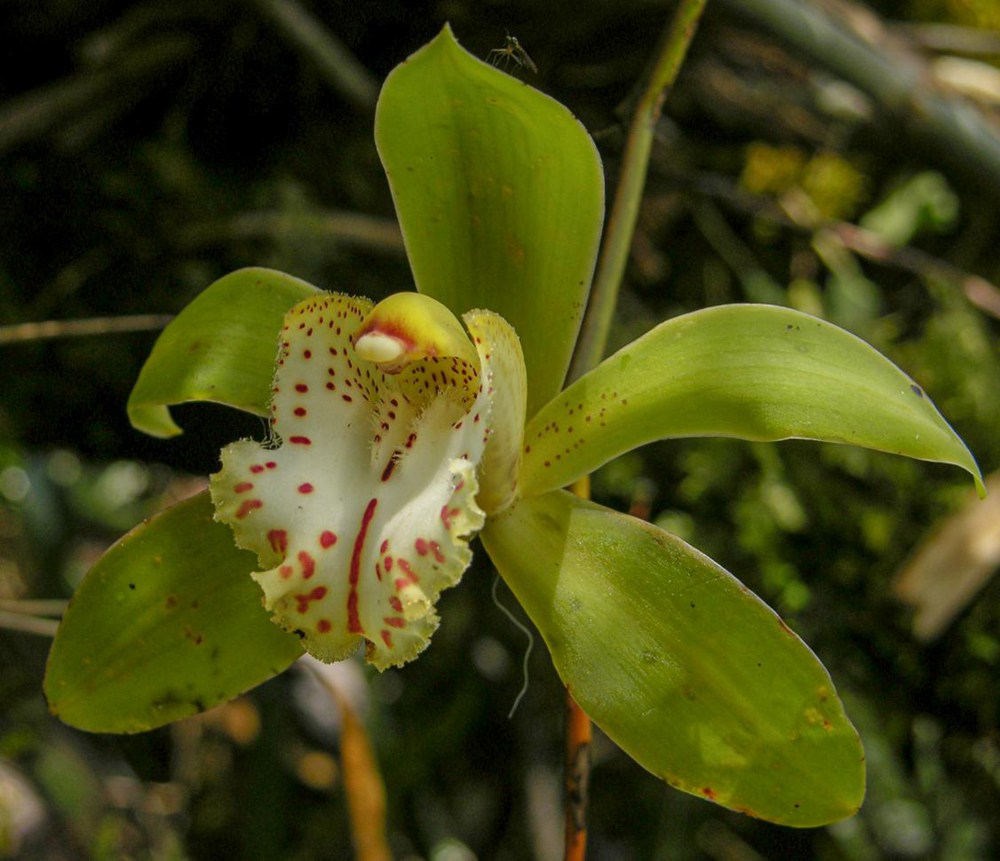 虎頭蘭。金效華攝