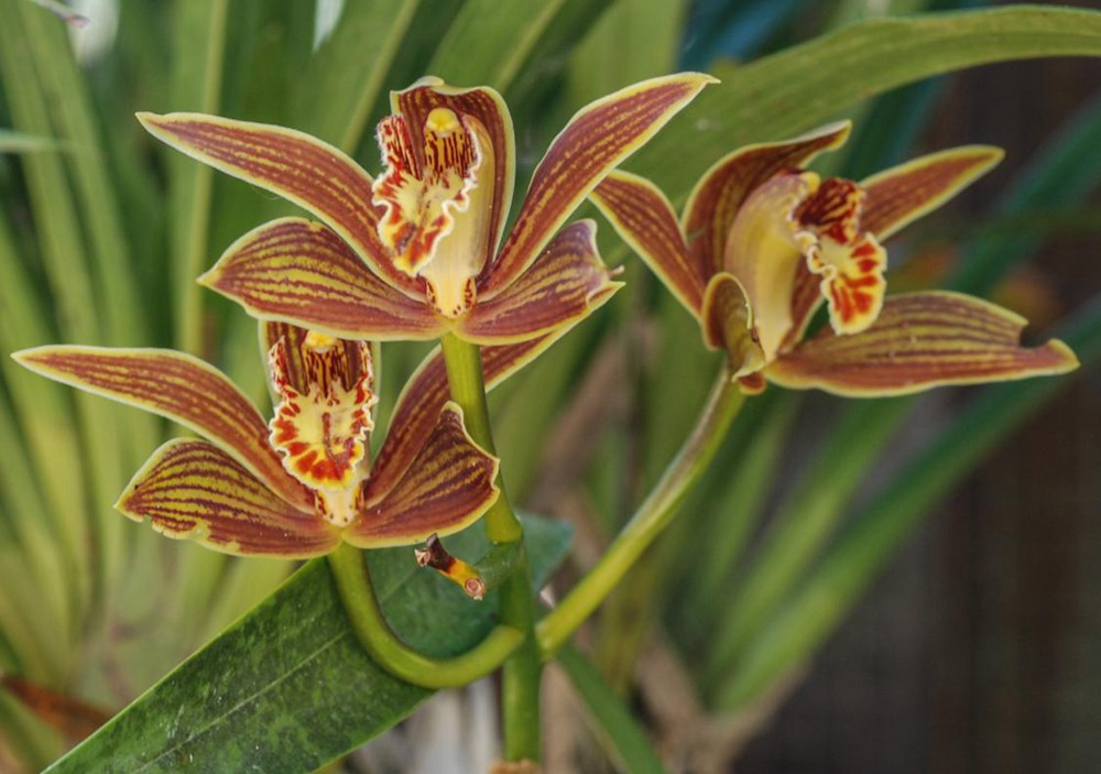 黃嬋蘭。李劍武攝