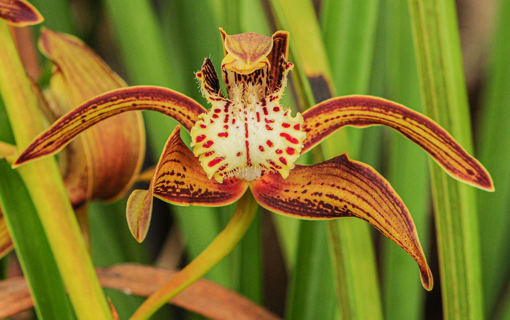 西藏虎頭蘭。李劍武攝