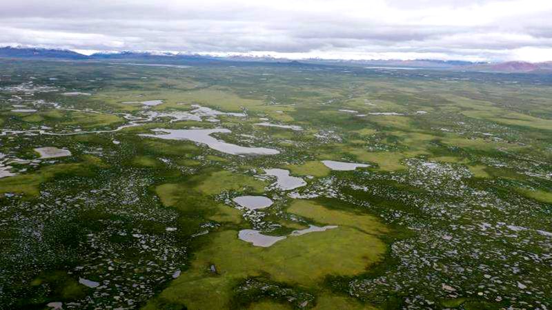 麥地卡濕地。