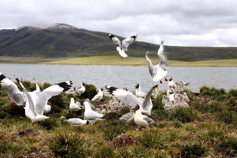 棲息的候鳥。