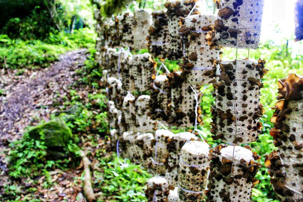 生長中的木耳。次仁央宗攝