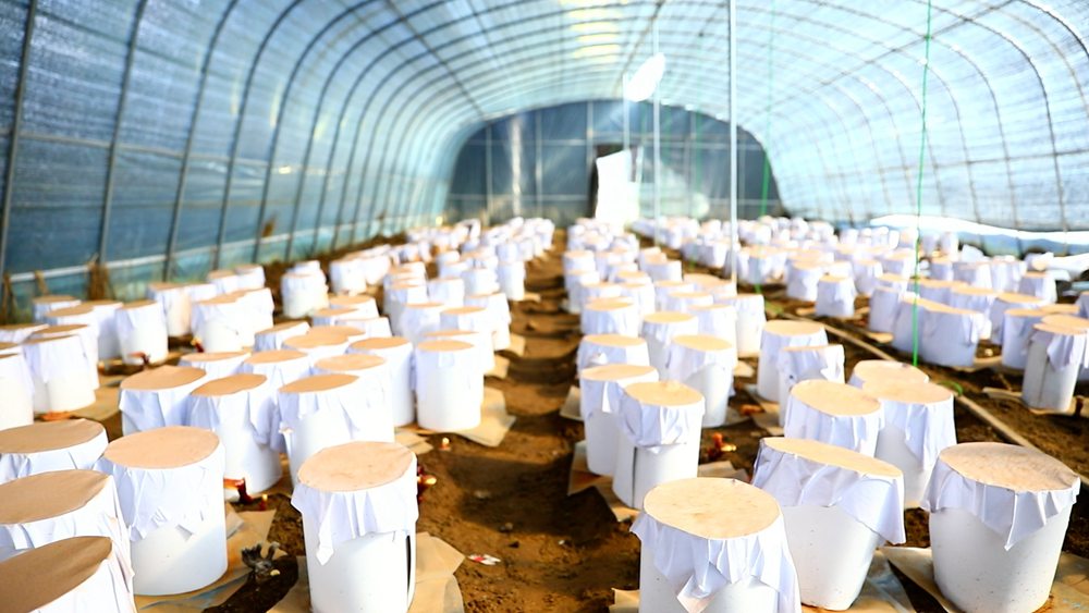 靈芝套袋。