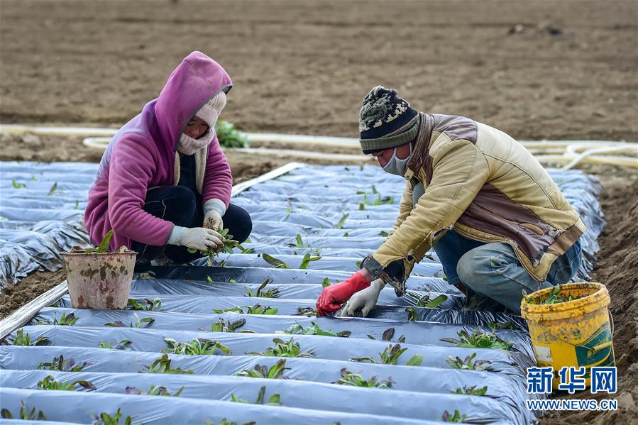(經(jīng)濟(jì))(3)高原春耕忙