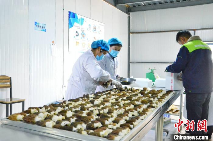青海海南:“菌中精靈”羊肚菌成村民脫貧增收好幫手