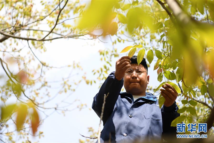 (脫貧攻堅·圖片故事)(4)“90后新農(nóng)人”的返鄉(xiāng)致富路