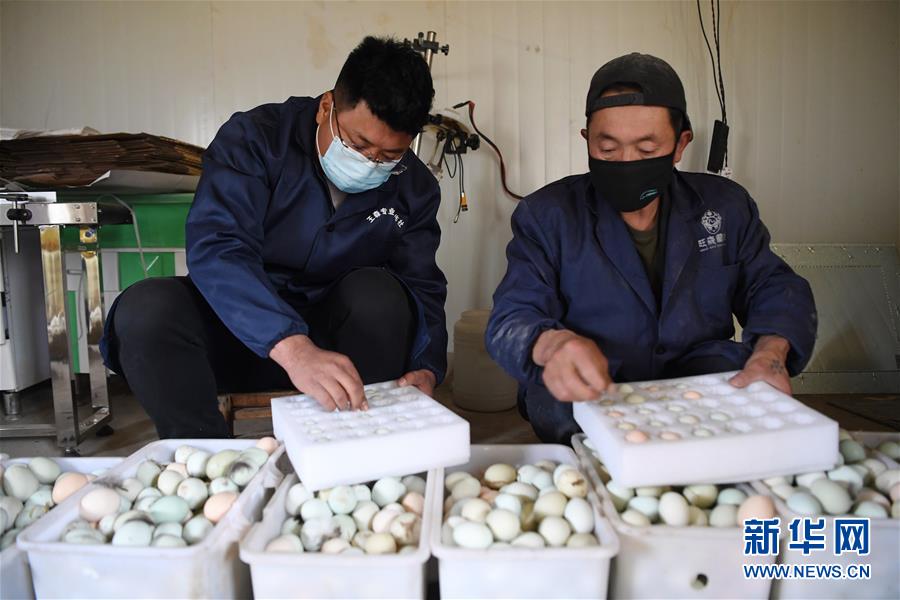 (脫貧攻堅·圖片故事)(7)“90后新農(nóng)人”的返鄉(xiāng)致富路