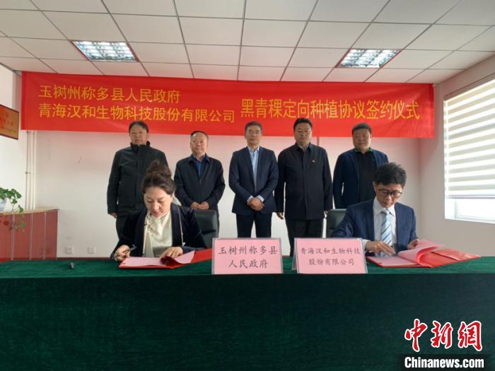 黑青稞變身“金種子”青海藏區(qū)農(nóng)業(yè)搭上“快車(chē)道”