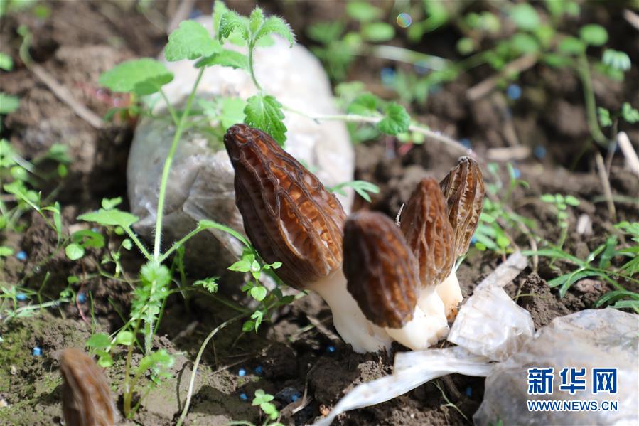 (經(jīng)濟)(3)甘肅:羊肚菌產(chǎn)業(yè)助農(nóng)增收