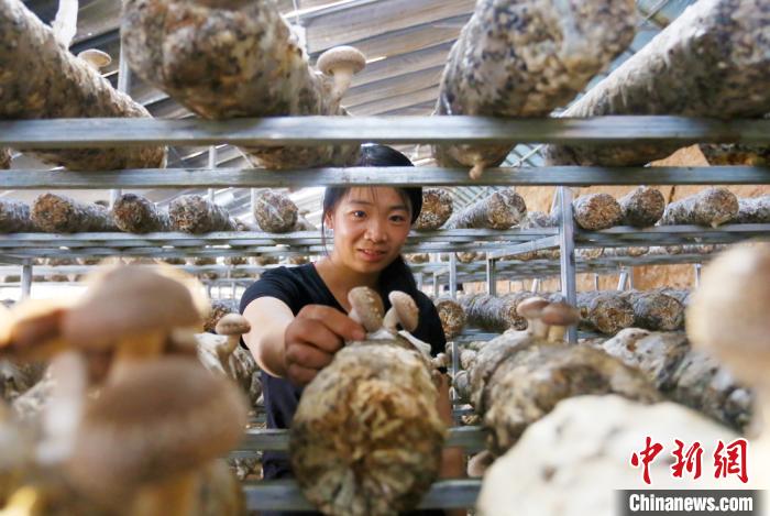 甘肅天祝“香菇夫妻”下山入川:大棚里育“錢景”