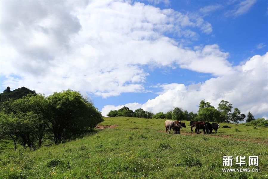 (新華視界)(4)甘肅舟曲:夏日藏鄉(xiāng)畫中景