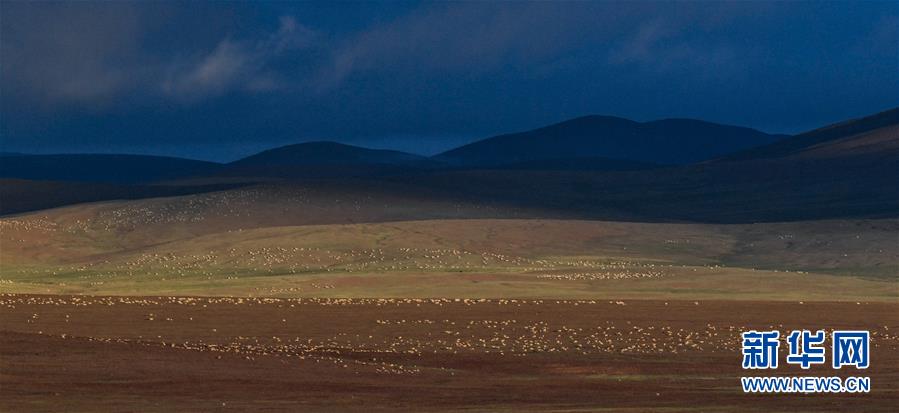 (圖文互動)(1)可可西里加強(qiáng)保護(hù) 十多年未聞盜獵槍聲