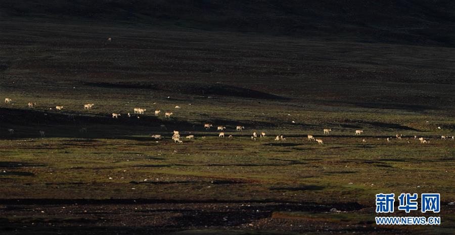 (圖文互動)(2)可可西里加強(qiáng)保護(hù) 十多年未聞盜獵槍聲