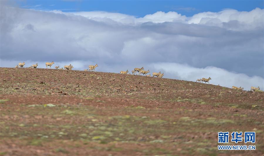 (圖文互動)(5)可可西里加強(qiáng)保護(hù) 十多年未聞盜獵槍聲