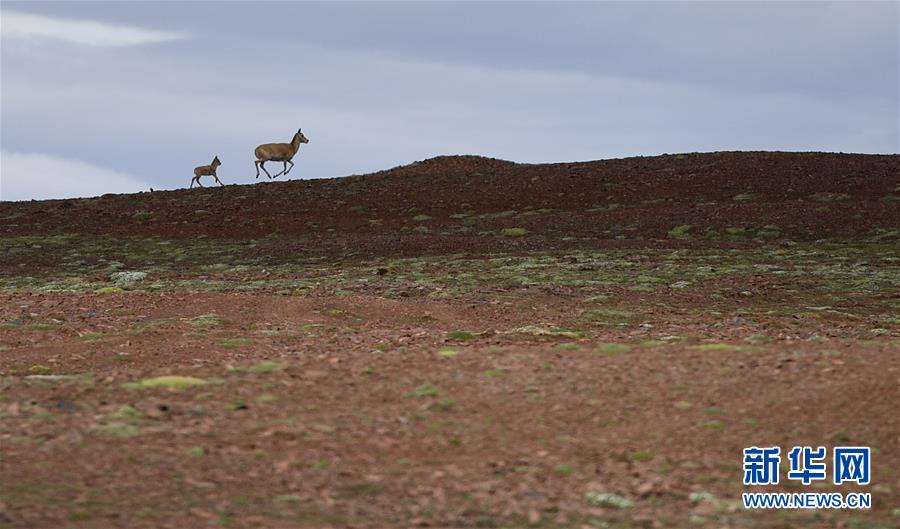 (圖文互動)(7)可可西里加強(qiáng)保護(hù) 十多年未聞盜獵槍聲