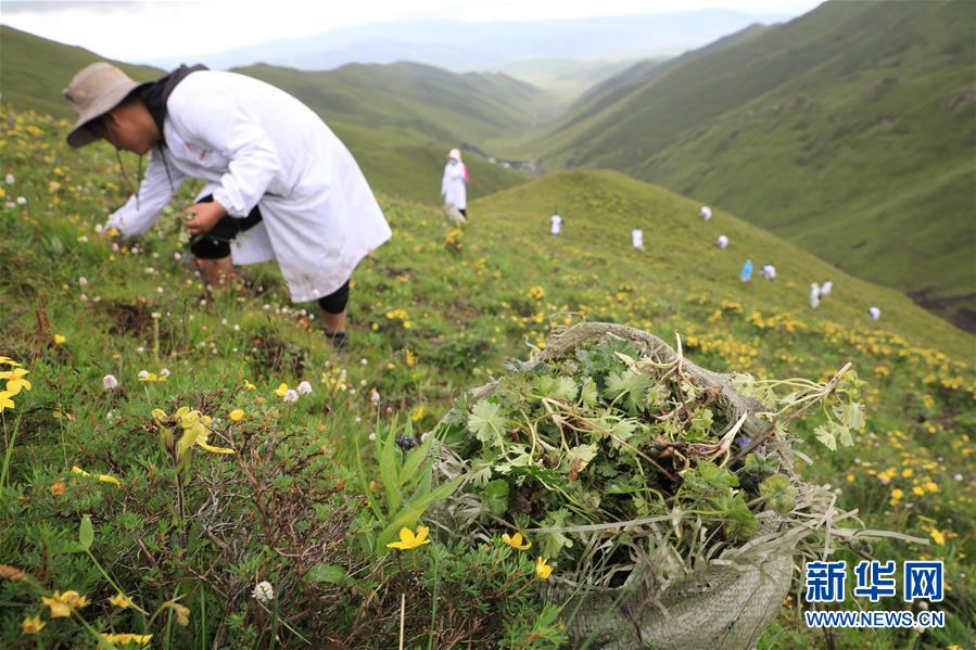 (社會(huì))(3)夏日采藥季