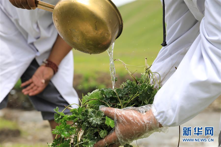 (社會(huì))(5)夏日采藥季